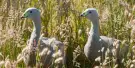 Phillip Island Nature Parks Tickets Phillip Island Nature Parks Tickets