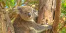 Phillip Island Nature Parks Tickets Phillip Island Nature Parks Tickets