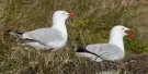 Phillip Island Nature Parks Tickets Phillip Island Nature Parks Tickets