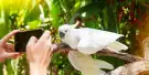 Phuket Bird Park Tickets