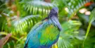 Phuket Bird Park Tickets