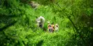 Elephant Jungle Sanctuary Phuket Tours Elephant Jungle Sanctuary Phuket Tours