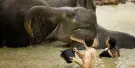 Elephant Jungle Sanctuary Pattaya Tours Elephant Jungle Sanctuary Pattaya Tours