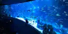 Poema del Mar Aquarium Tickets