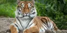 Pombia Safari Park Tickets