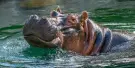 Pombia Safari Park Tickets
