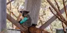 Port Stephens Koala Sanctuary Tickets Port Stephens Koala Sanctuary Tickets