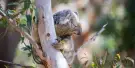 Port Stephens Koala Sanctuary Tickets Port Stephens Koala Sanctuary Tickets