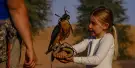 Dubai Falconry Safari Tours Dubai Falconry Safari Tours
