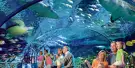 Ripley's Aquarium of the Smokies Tickets Ripley's Aquarium of the Smokies Tickets