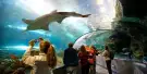Ripley's Aquarium of the Smokies Tickets Ripley's Aquarium of the Smokies Tickets