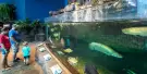 Ripley's Aquarium of the Smokies Tickets Ripley's Aquarium of the Smokies Tickets