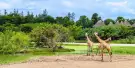 Safari World Bangkok Tickets Safari World Bangkok Tickets