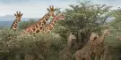 San Diego Zoo Safari Park Tickets