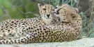 Schonbrunn Zoo Vienna Tickets Schonbrunn Zoo Vienna Tickets