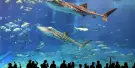 Istanbul SEA LIFE Aquarium Tickets Istanbul SEA LIFE Aquarium Tickets