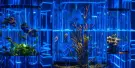 SEA LIFE Bangkok Ocean World Tickets SEA LIFE Bangkok Ocean World Tickets
