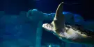 SEA LIFE Centre Porto Tickets