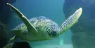 SEA LIFE Centre Porto Tickets