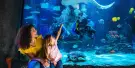 SEA LIFE Grapevine Aquarium Tickets SEA LIFE Grapevine Aquarium Tickets