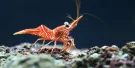 SEA LIFE Grapevine Aquarium Tickets SEA LIFE Grapevine Aquarium Tickets