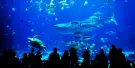 SEA LIFE Kelly Tarlton's Aquarium Auckland Tickets SEA LIFE Kelly Tarlton's Aquarium Auckland Tickets