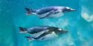SEA LIFE Konstanz Tickets SEA LIFE Konstanz Tickets