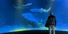 SEA LIFE Melbourne Aquarium Tickets SEA LIFE Melbourne Aquarium Tickets