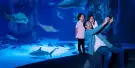 Sea Life Michigan Aquarium Tickets Sea Life Michigan Aquarium Tickets