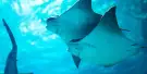 Sea Life Michigan Aquarium Tickets Sea Life Michigan Aquarium Tickets