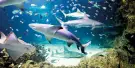 SEA LIFE Munich Aquarium Tickets SEA LIFE Munich Aquarium Tickets