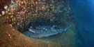 Sea Life Park Hawaii Tickets Sea Life Park Hawaii Tickets