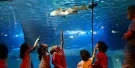 SEA LIFE Centre Porto Tickets SEA LIFE Centre Porto Tickets