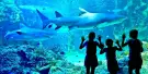 SEA LIFE Sydney Aquarium Tickets SEA LIFE Sydney Aquarium Tickets