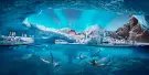SeaWorld Abu Dhabi Tickets