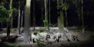 Night Safari Singapore Tickets Night Safari Singapore Tickets