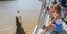 Spectacular Jumping Crocodile Cruise Tickets Spectacular Jumping Crocodile Cruise Tickets