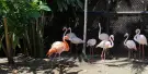 Penang Bird Park Tickets Penang Bird Park Tickets