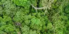 Tamborine Rainforest Skywalk Tickets Tamborine Rainforest Skywalk Tickets