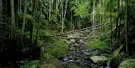 Tamborine Rainforest Skywalk Tickets Tamborine Rainforest Skywalk Tickets