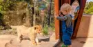 Taronga Zoo Sydney Tickets Taronga Zoo Sydney Tickets