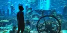 The Lost Chambers Aquarium Tickets The Lost Chambers Aquarium Tickets