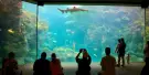 The Florida Aquarium Tickets The Florida Aquarium Tickets