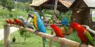 Penang Bird Park Tickets Penang Bird Park Tickets