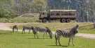 Thoiry ZooSafari Tickets Thoiry ZooSafari Tickets