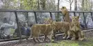 Thoiry ZooSafari Tickets Thoiry ZooSafari Tickets