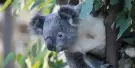 WILD LIFE Sydney Zoo Tickets WILD LIFE Sydney Zoo Tickets