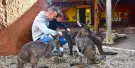 WILD LIFE Sydney Zoo Tickets WILD LIFE Sydney Zoo Tickets