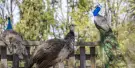 Willowbank Wildlife Reserve Tickets