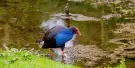 Willowbank Wildlife Reserve Tickets